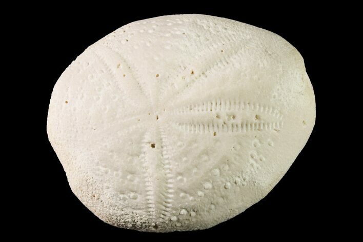 Fossil Sea Urchin (Eupatagus) - Florida #161279